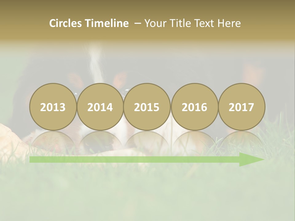 A Trustful Friend. Portrait Of Puppy Bernese Mountain Dog PowerPoint Template