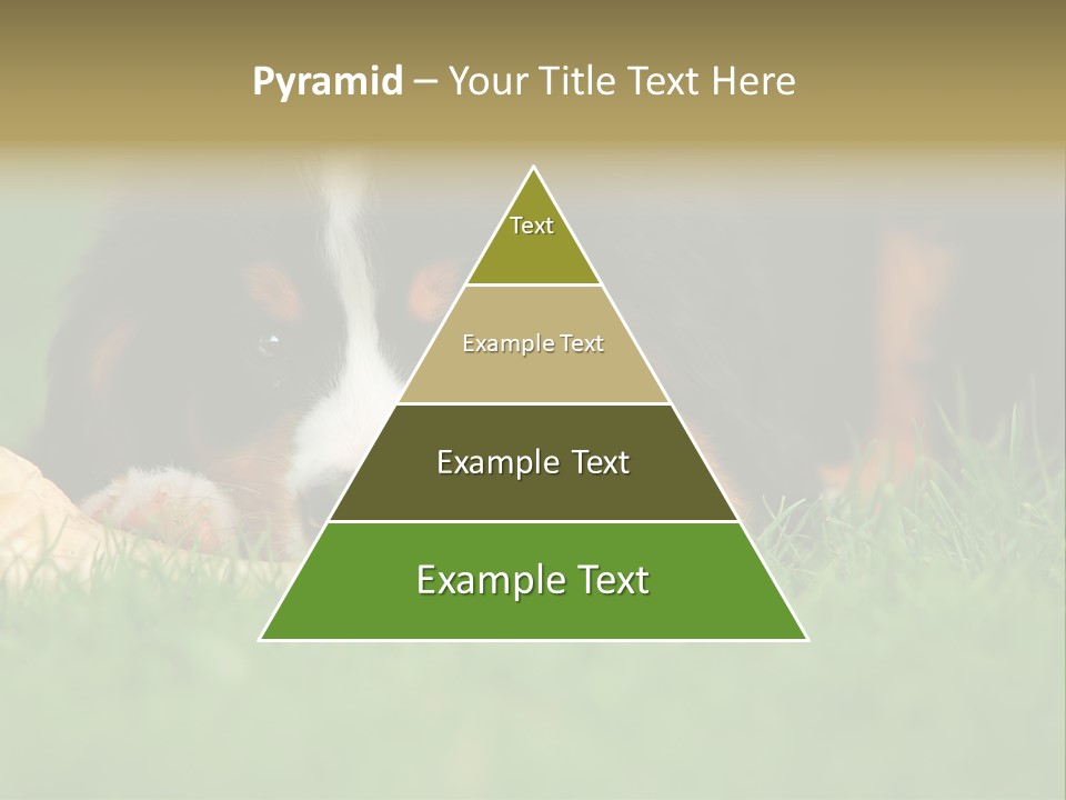 A Trustful Friend. Portrait Of Puppy Bernese Mountain Dog PowerPoint Template