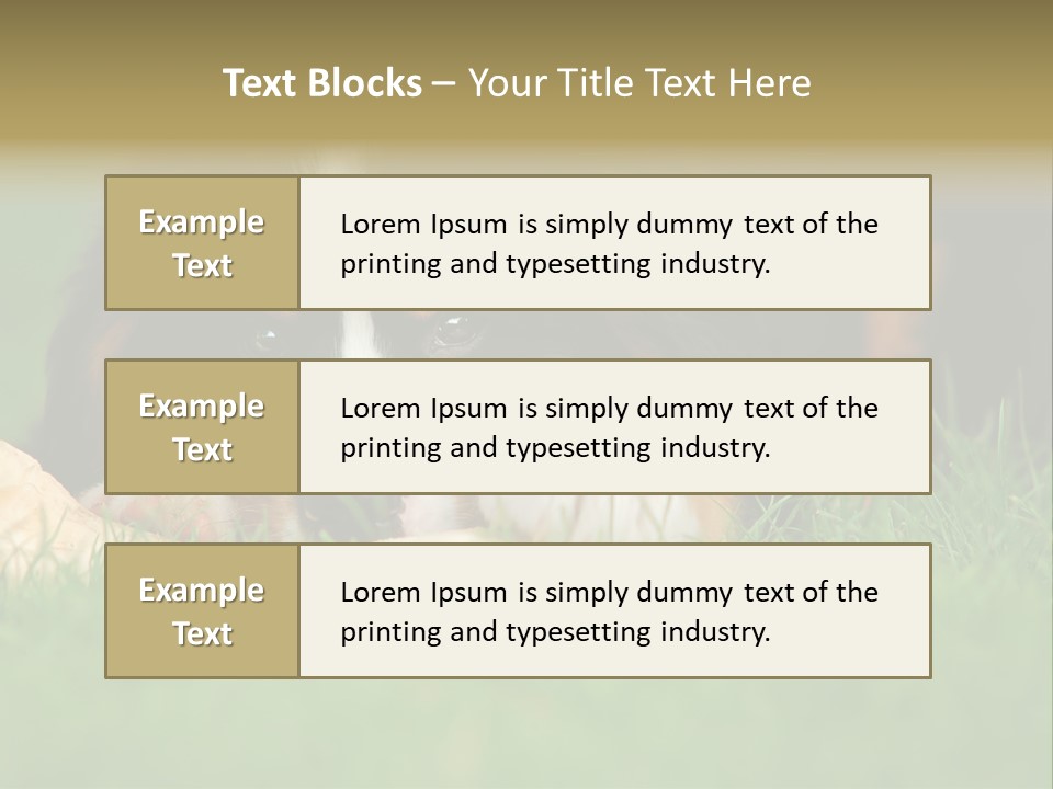 A Trustful Friend. Portrait Of Puppy Bernese Mountain Dog PowerPoint Template