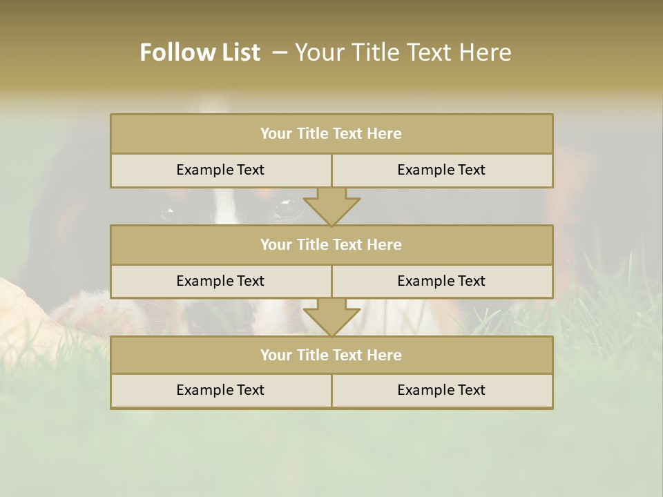 A Trustful Friend. Portrait Of Puppy Bernese Mountain Dog PowerPoint Template