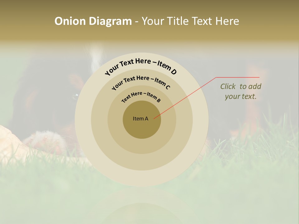 A Trustful Friend. Portrait Of Puppy Bernese Mountain Dog PowerPoint Template