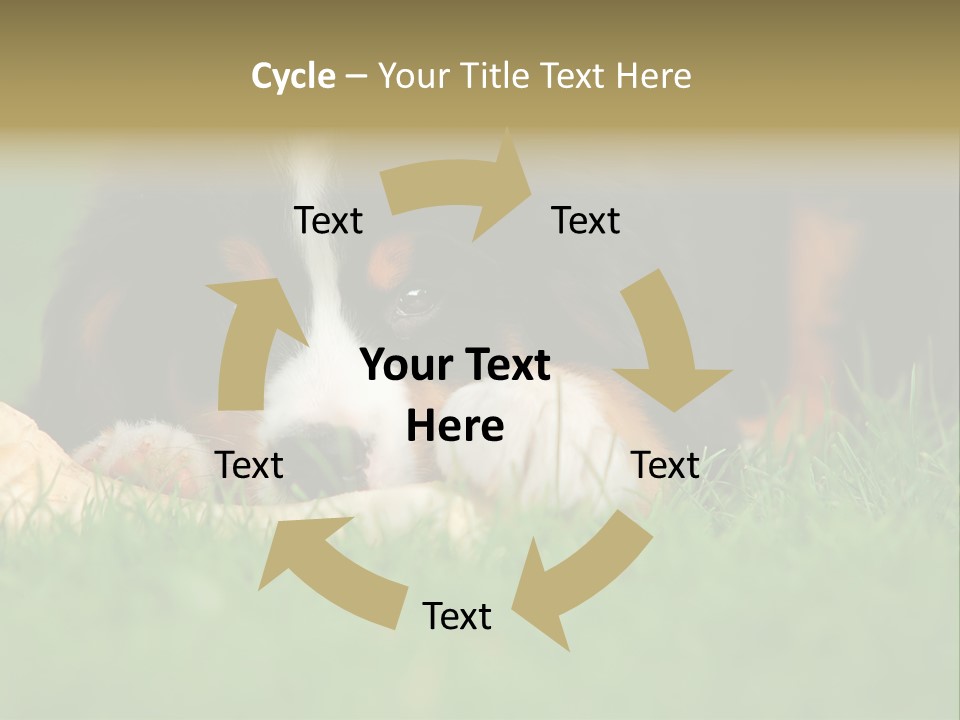 A Trustful Friend. Portrait Of Puppy Bernese Mountain Dog PowerPoint Template