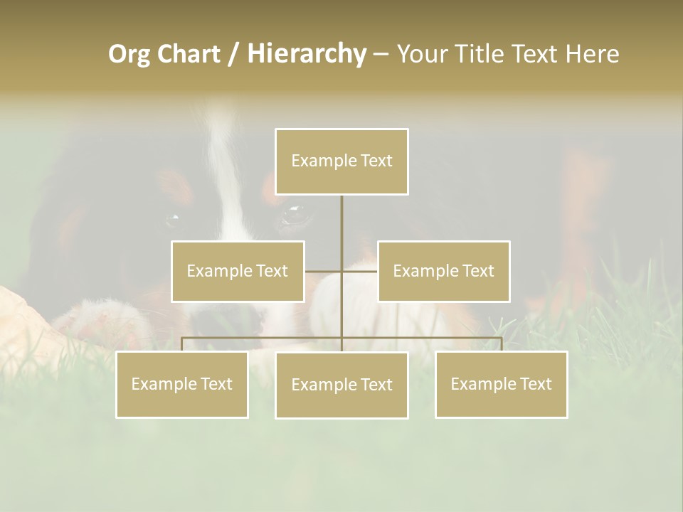 A Trustful Friend. Portrait Of Puppy Bernese Mountain Dog PowerPoint Template