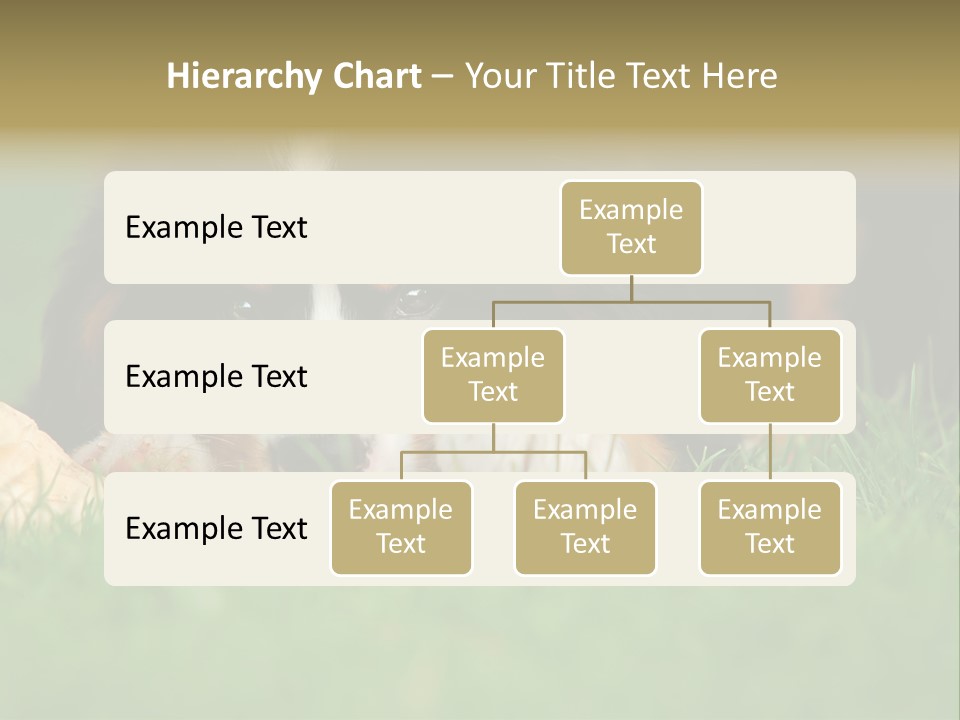 A Trustful Friend. Portrait Of Puppy Bernese Mountain Dog PowerPoint Template