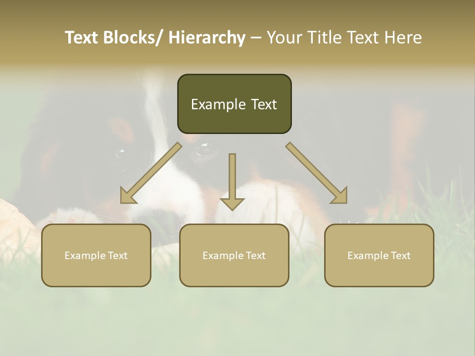 A Trustful Friend. Portrait Of Puppy Bernese Mountain Dog PowerPoint Template