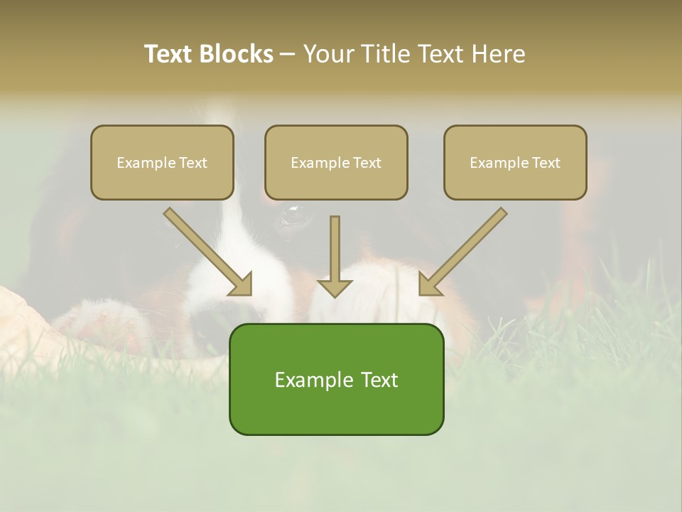 A Trustful Friend. Portrait Of Puppy Bernese Mountain Dog PowerPoint Template