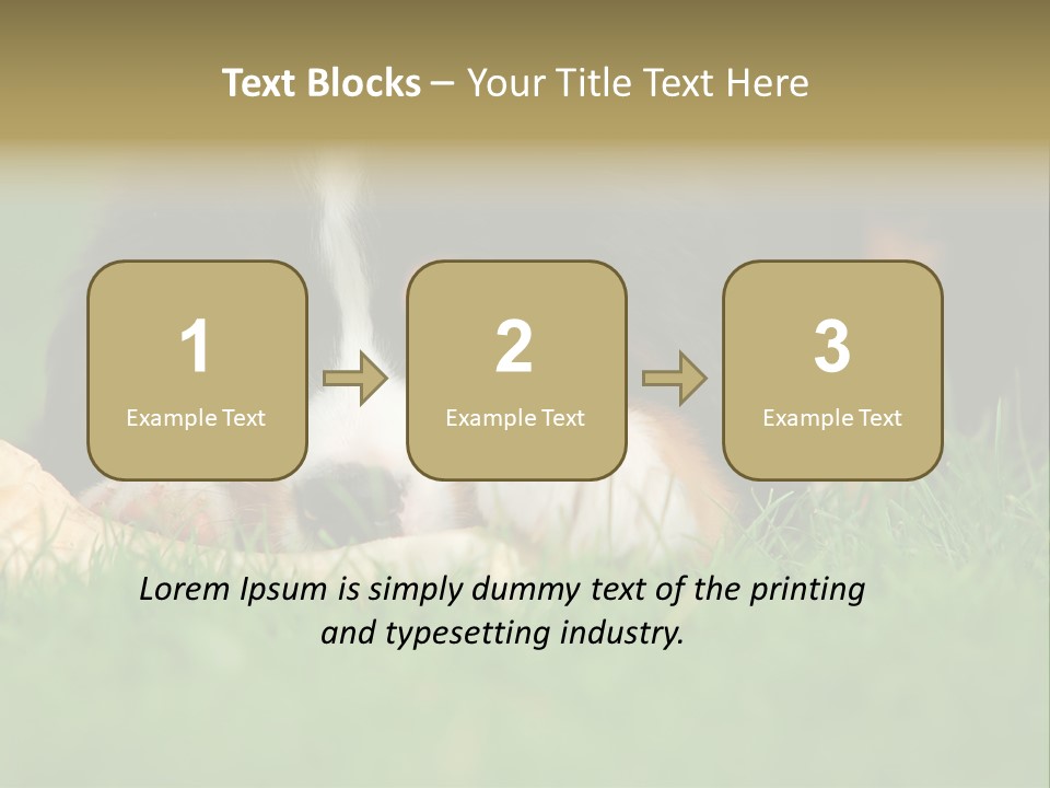 A Trustful Friend. Portrait Of Puppy Bernese Mountain Dog PowerPoint Template