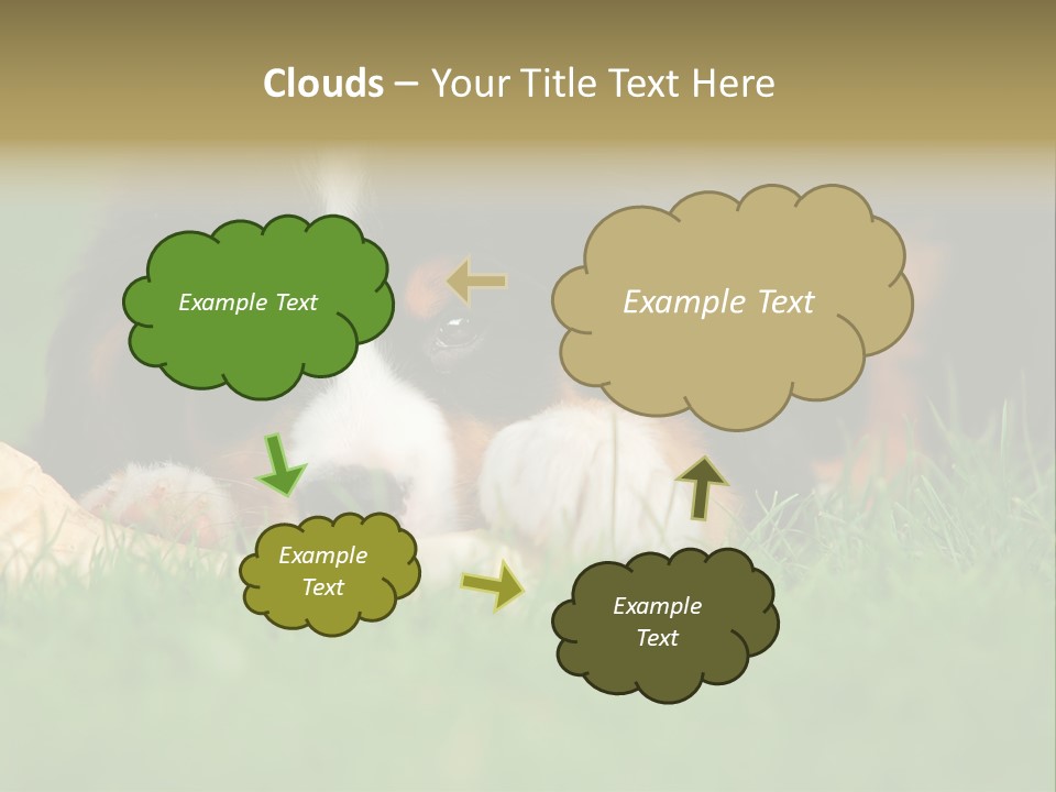 A Trustful Friend. Portrait Of Puppy Bernese Mountain Dog PowerPoint Template