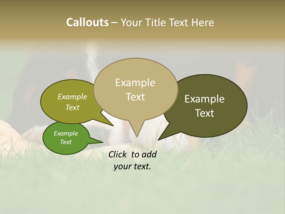 A Trustful Friend. Portrait Of Puppy Bernese Mountain Dog PowerPoint Template