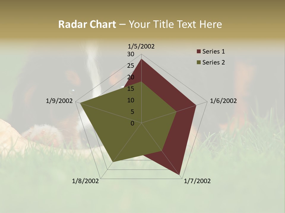 A Trustful Friend. Portrait Of Puppy Bernese Mountain Dog PowerPoint Template