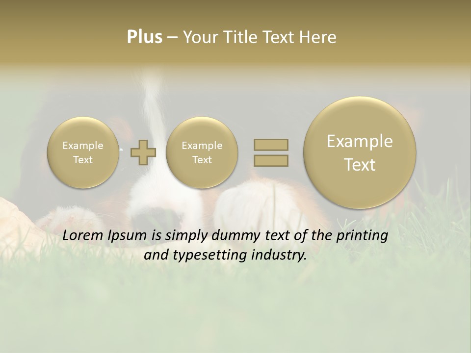 A Trustful Friend. Portrait Of Puppy Bernese Mountain Dog PowerPoint Template