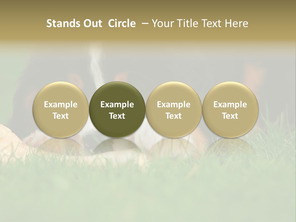 A Trustful Friend. Portrait Of Puppy Bernese Mountain Dog PowerPoint Template