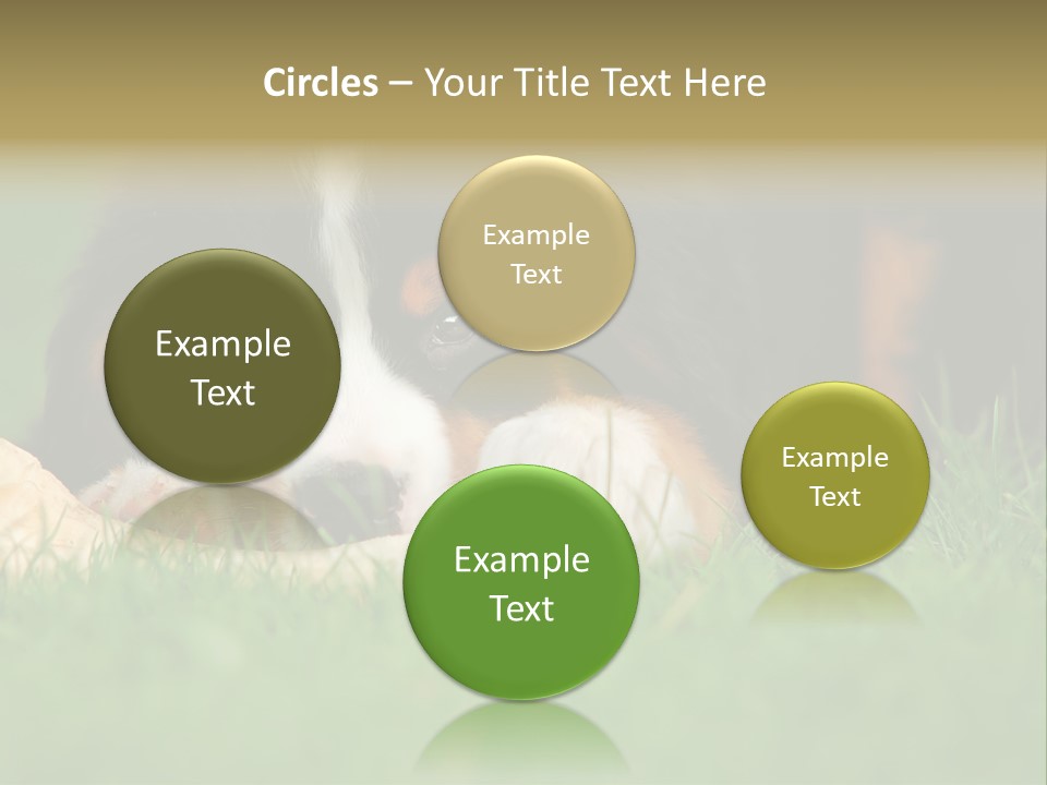 A Trustful Friend. Portrait Of Puppy Bernese Mountain Dog PowerPoint Template