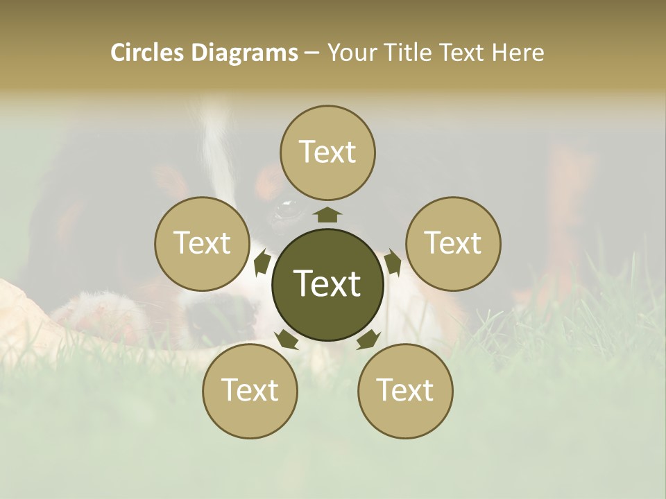 A Trustful Friend. Portrait Of Puppy Bernese Mountain Dog PowerPoint Template