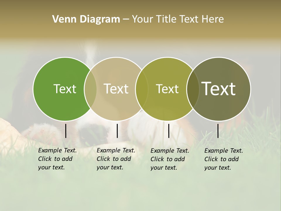 A Trustful Friend. Portrait Of Puppy Bernese Mountain Dog PowerPoint Template