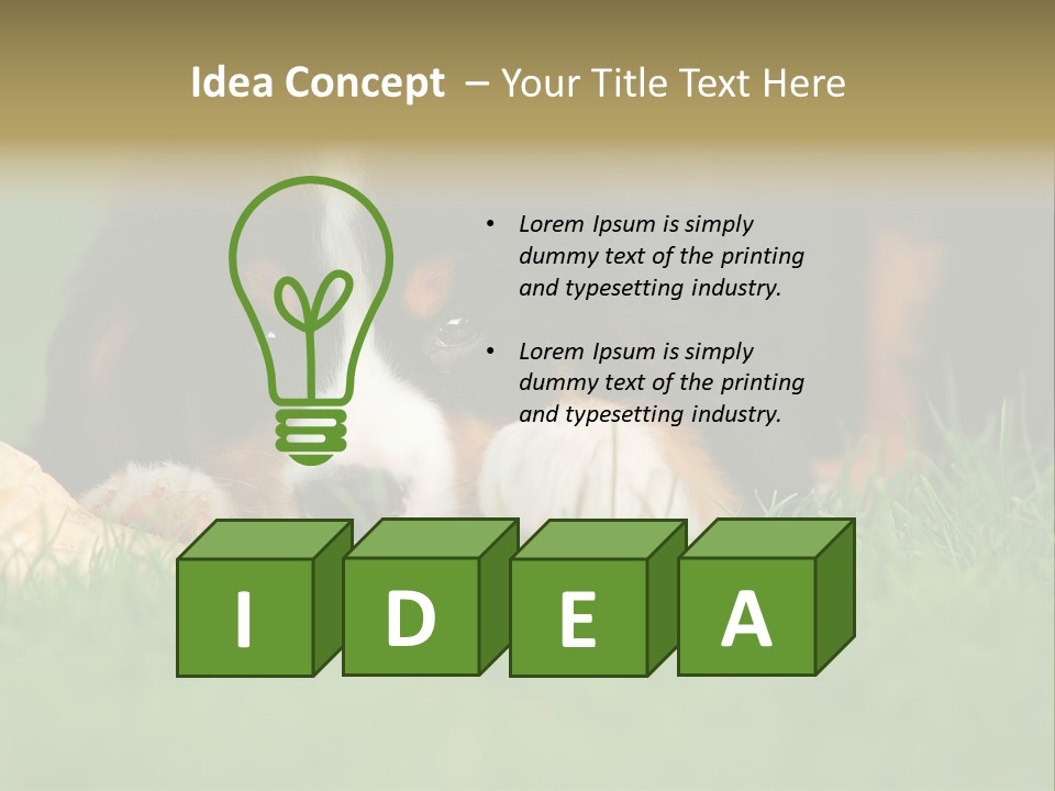 A Trustful Friend. Portrait Of Puppy Bernese Mountain Dog PowerPoint Template