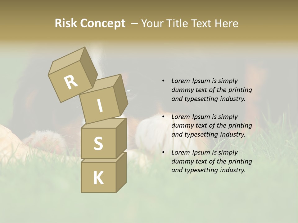 A Trustful Friend. Portrait Of Puppy Bernese Mountain Dog PowerPoint Template