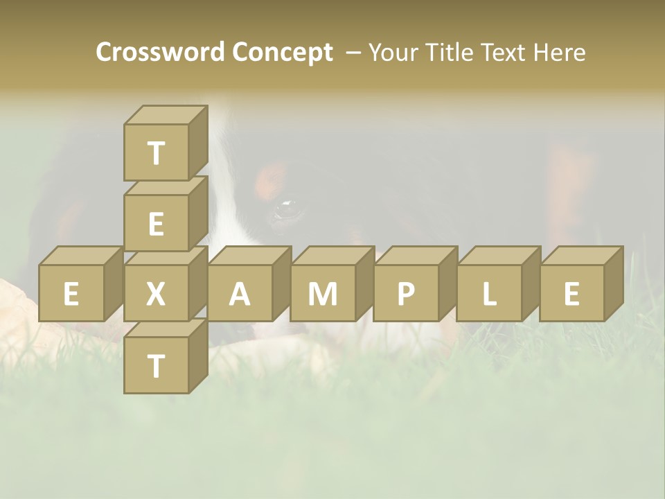 A Trustful Friend. Portrait Of Puppy Bernese Mountain Dog PowerPoint Template