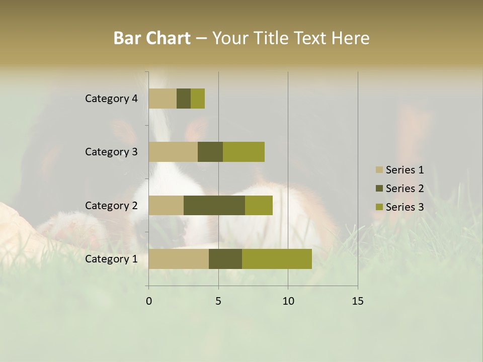 A Trustful Friend. Portrait Of Puppy Bernese Mountain Dog PowerPoint Template