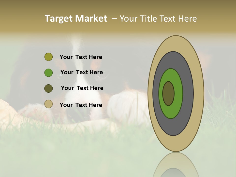 A Trustful Friend. Portrait Of Puppy Bernese Mountain Dog PowerPoint Template