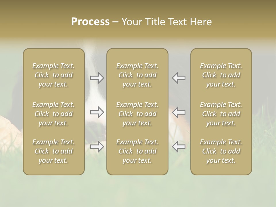 A Trustful Friend. Portrait Of Puppy Bernese Mountain Dog PowerPoint Template