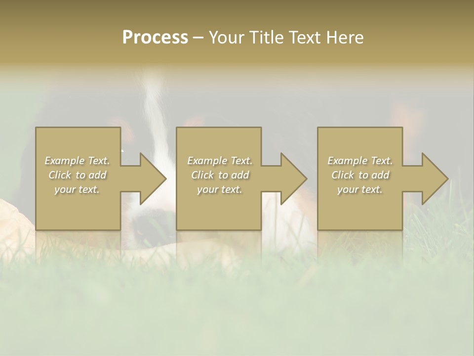 A Trustful Friend. Portrait Of Puppy Bernese Mountain Dog PowerPoint Template