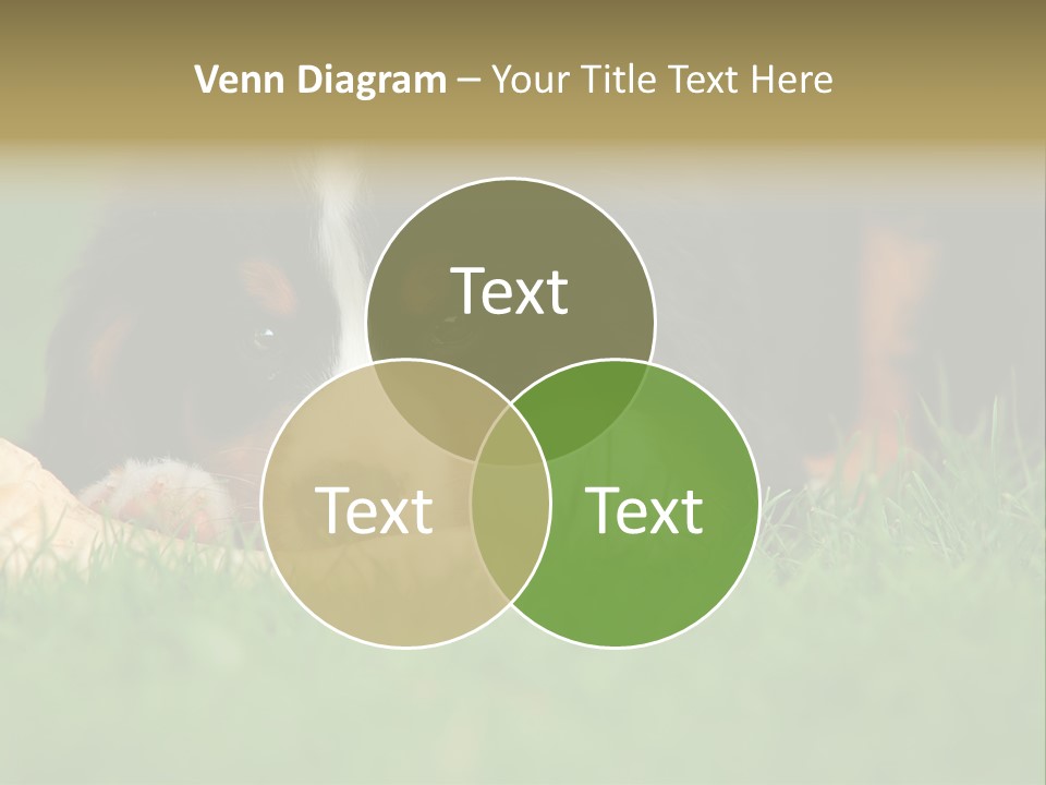 A Trustful Friend. Portrait Of Puppy Bernese Mountain Dog PowerPoint Template