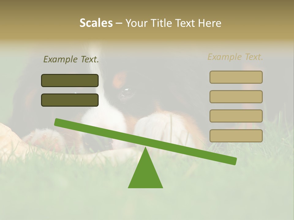 A Trustful Friend. Portrait Of Puppy Bernese Mountain Dog PowerPoint Template