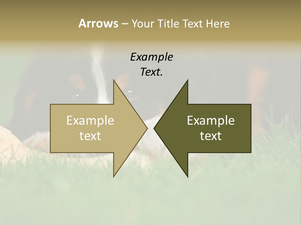 A Trustful Friend. Portrait Of Puppy Bernese Mountain Dog PowerPoint Template