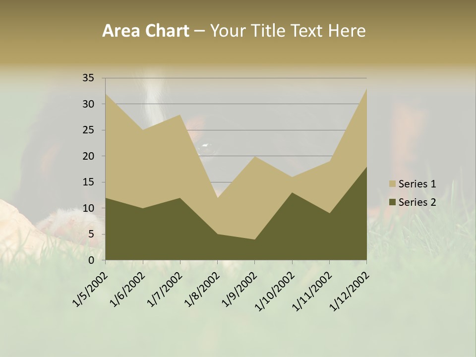 A Trustful Friend. Portrait Of Puppy Bernese Mountain Dog PowerPoint Template