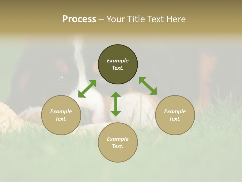 A Trustful Friend. Portrait Of Puppy Bernese Mountain Dog PowerPoint Template