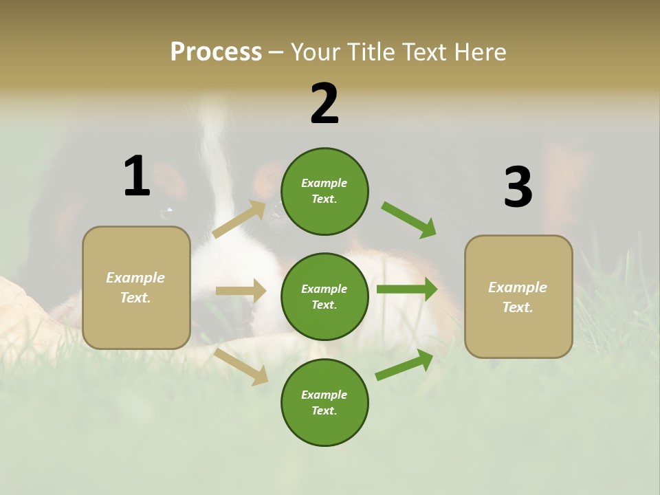 A Trustful Friend. Portrait Of Puppy Bernese Mountain Dog PowerPoint Template