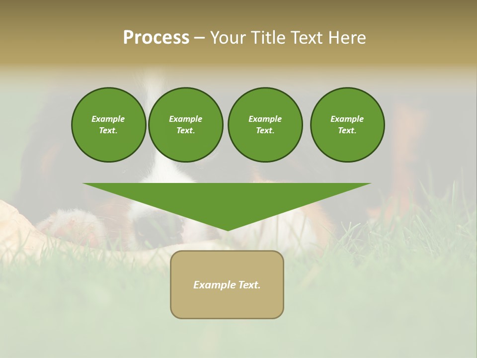 A Trustful Friend. Portrait Of Puppy Bernese Mountain Dog PowerPoint Template