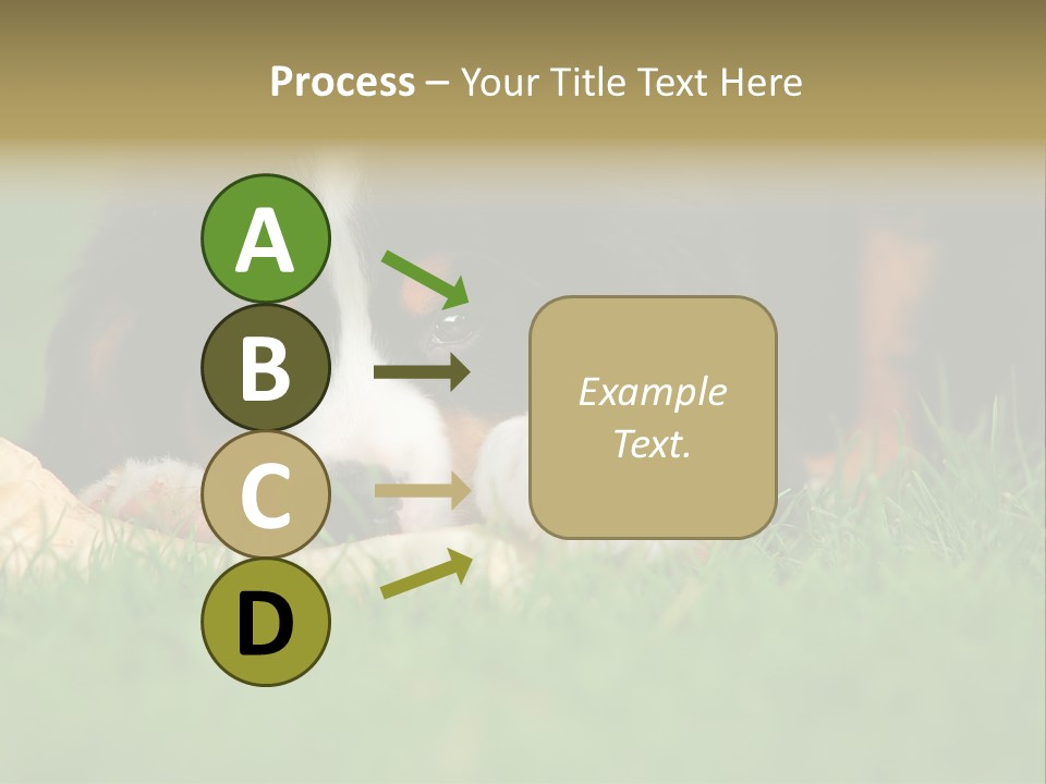 A Trustful Friend. Portrait Of Puppy Bernese Mountain Dog PowerPoint Template