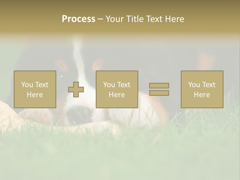 A Trustful Friend. Portrait Of Puppy Bernese Mountain Dog PowerPoint Template