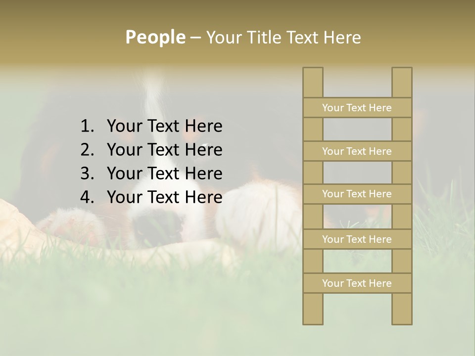 A Trustful Friend. Portrait Of Puppy Bernese Mountain Dog PowerPoint Template