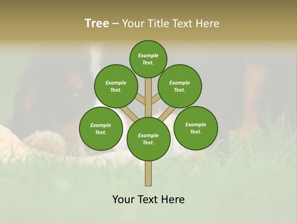 A Trustful Friend. Portrait Of Puppy Bernese Mountain Dog PowerPoint Template