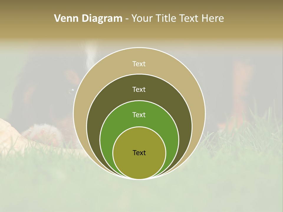 A Trustful Friend. Portrait Of Puppy Bernese Mountain Dog PowerPoint Template