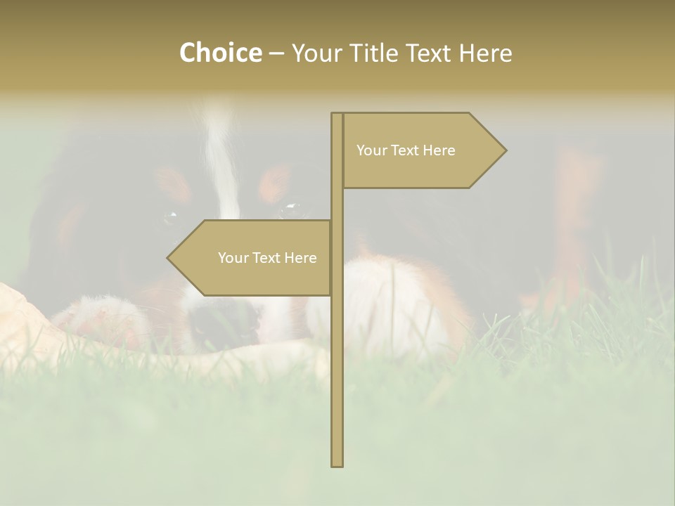 A Trustful Friend. Portrait Of Puppy Bernese Mountain Dog PowerPoint Template