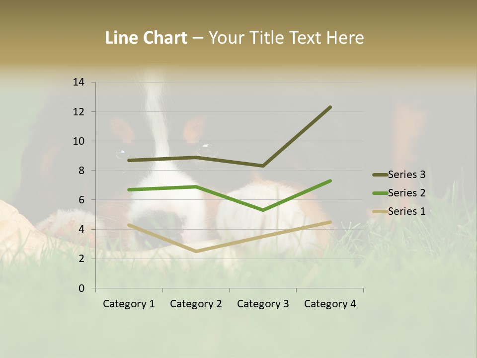 A Trustful Friend. Portrait Of Puppy Bernese Mountain Dog PowerPoint Template