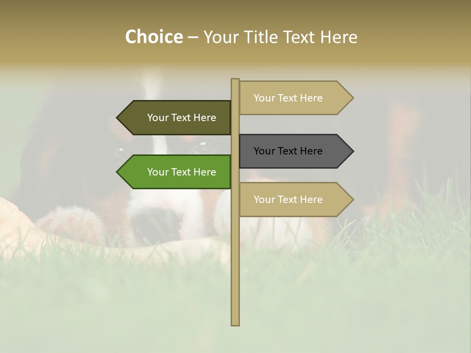 A Trustful Friend. Portrait Of Puppy Bernese Mountain Dog PowerPoint Template