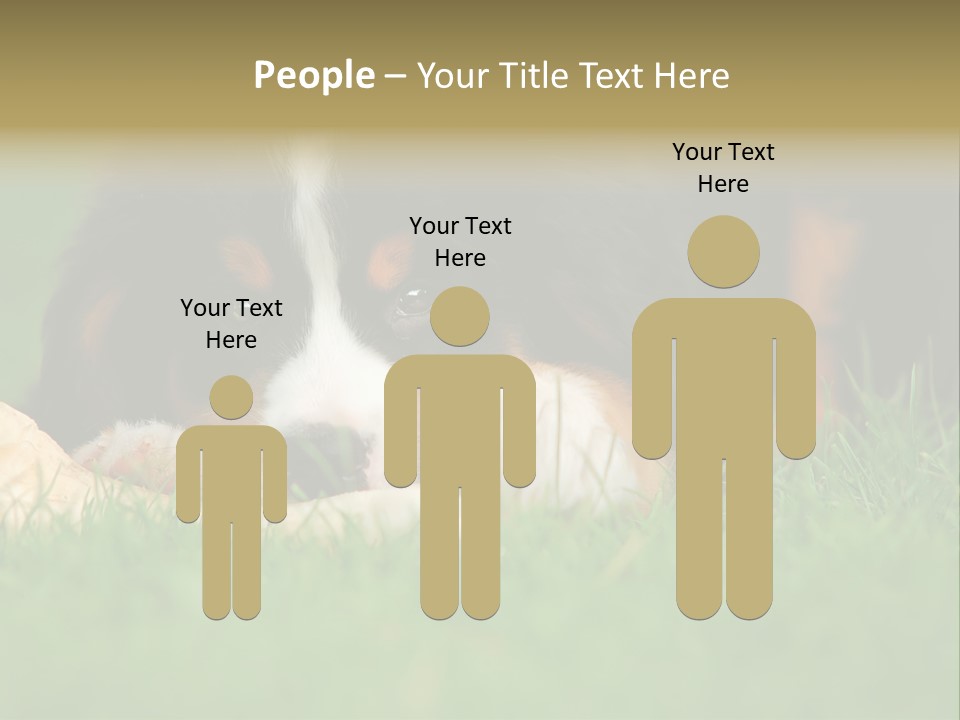 A Trustful Friend. Portrait Of Puppy Bernese Mountain Dog PowerPoint Template