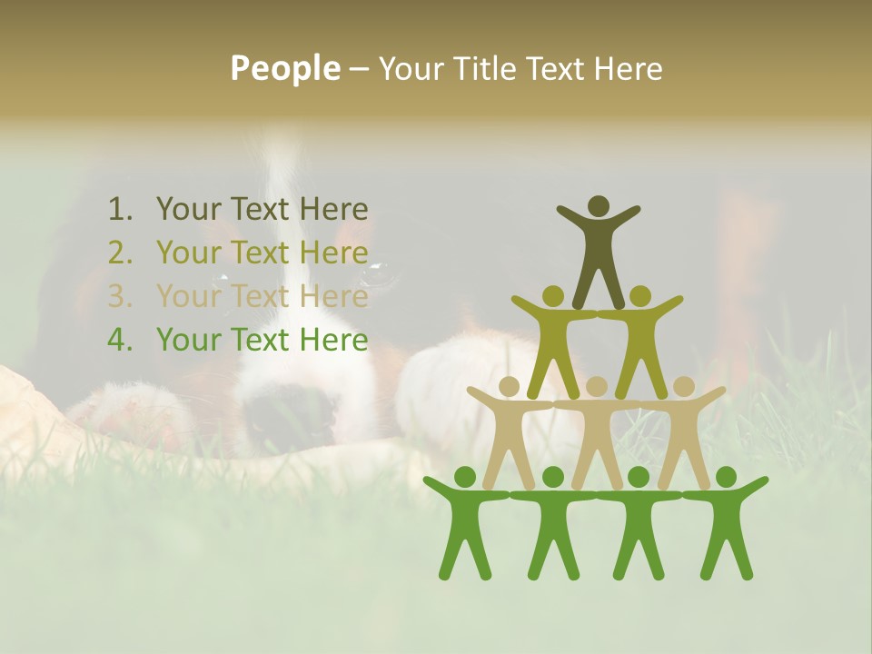 A Trustful Friend. Portrait Of Puppy Bernese Mountain Dog PowerPoint Template