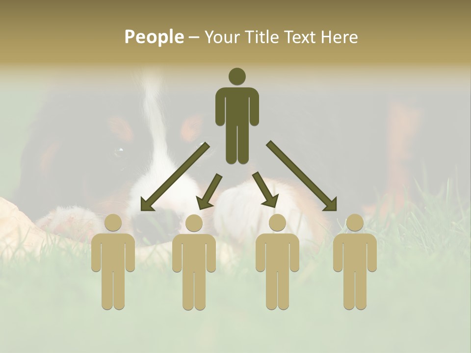 A Trustful Friend. Portrait Of Puppy Bernese Mountain Dog PowerPoint Template