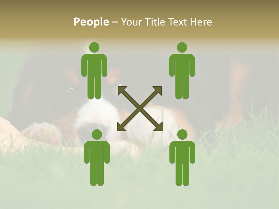 A Trustful Friend. Portrait Of Puppy Bernese Mountain Dog PowerPoint Template