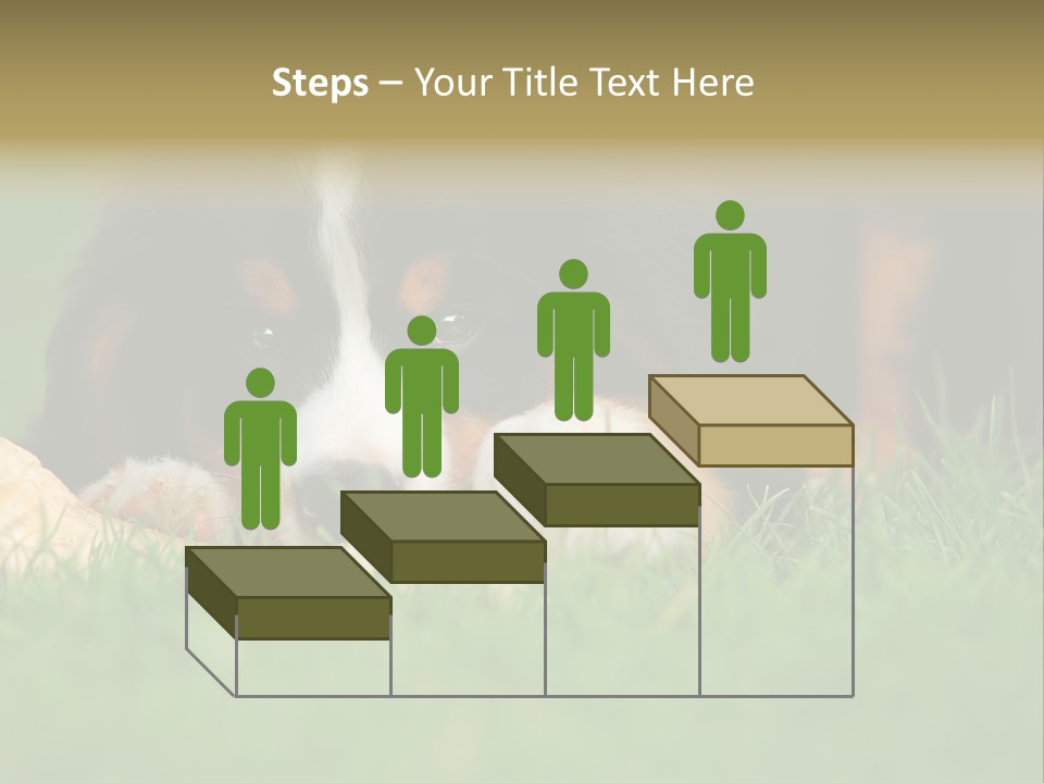 A Trustful Friend. Portrait Of Puppy Bernese Mountain Dog PowerPoint Template