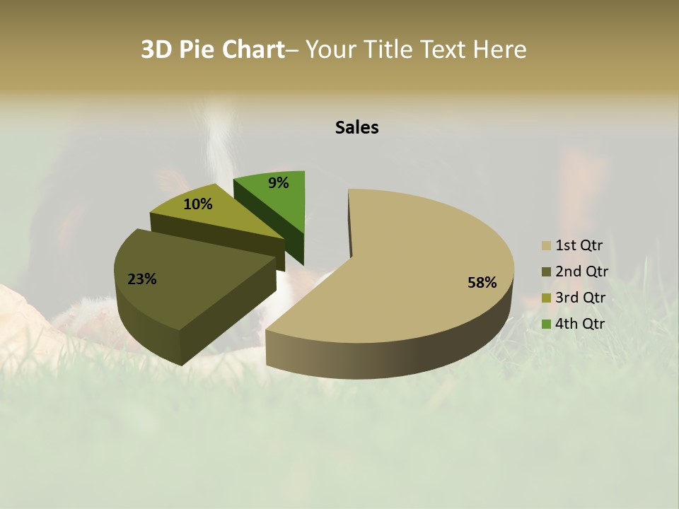 A Trustful Friend. Portrait Of Puppy Bernese Mountain Dog PowerPoint Template