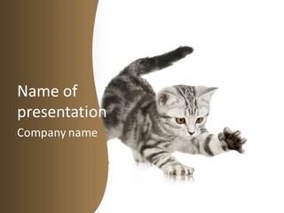 Grey Kitten Playing And Grabbing At In Front Of A White Background PowerPoint Template