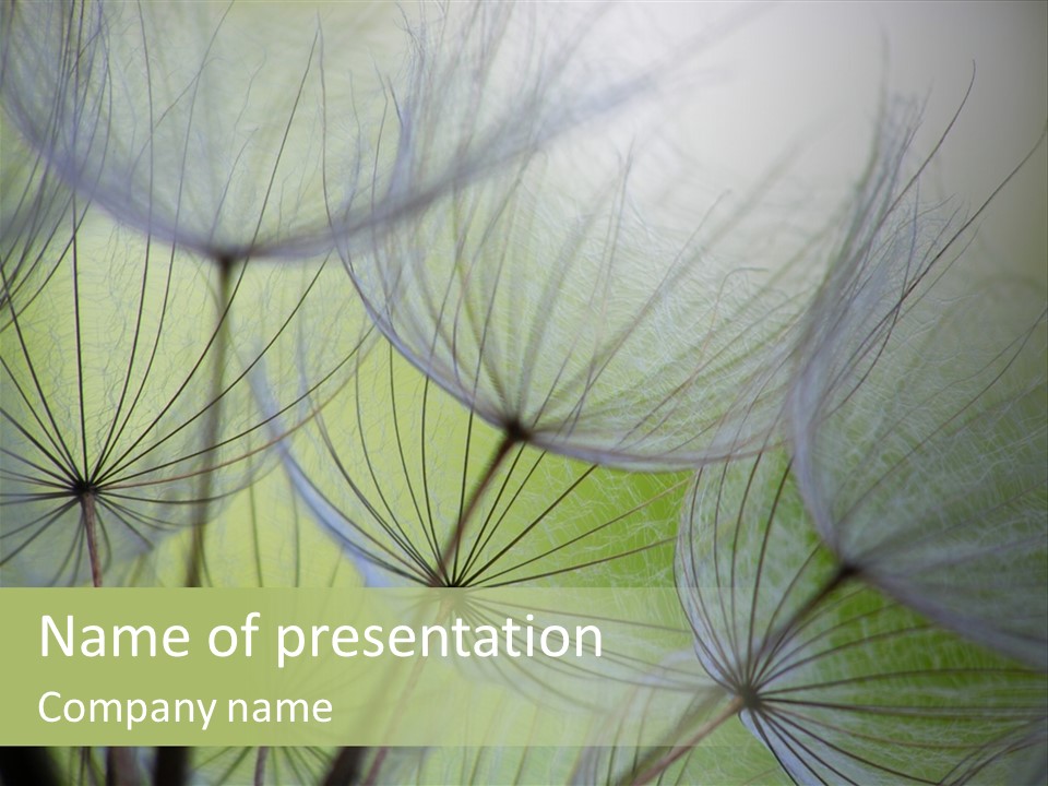 Close-Up Of Dandelion Seed With An Abstract Touch PowerPoint Template