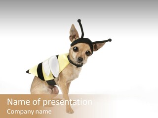 Chihuahua In A Bee Costume PowerPoint Template